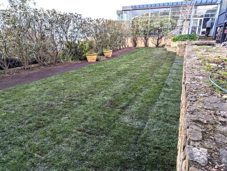 backyard grass mowing and garden cleaning