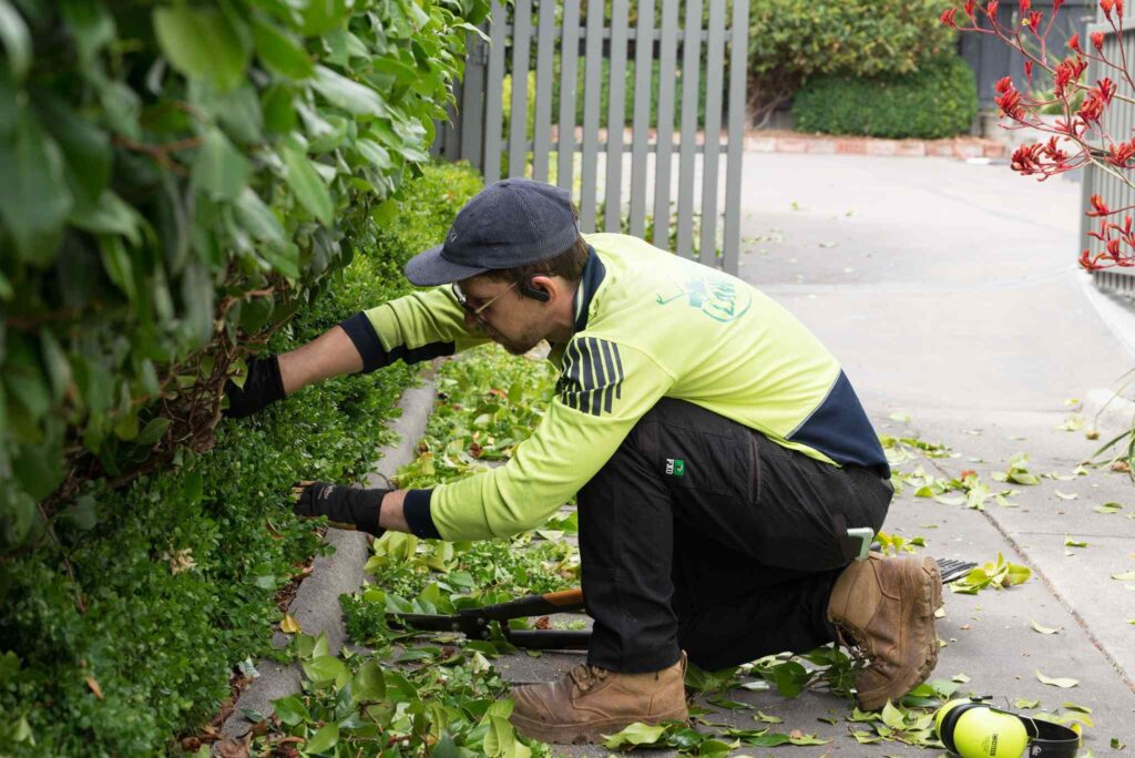 hedge and pruning